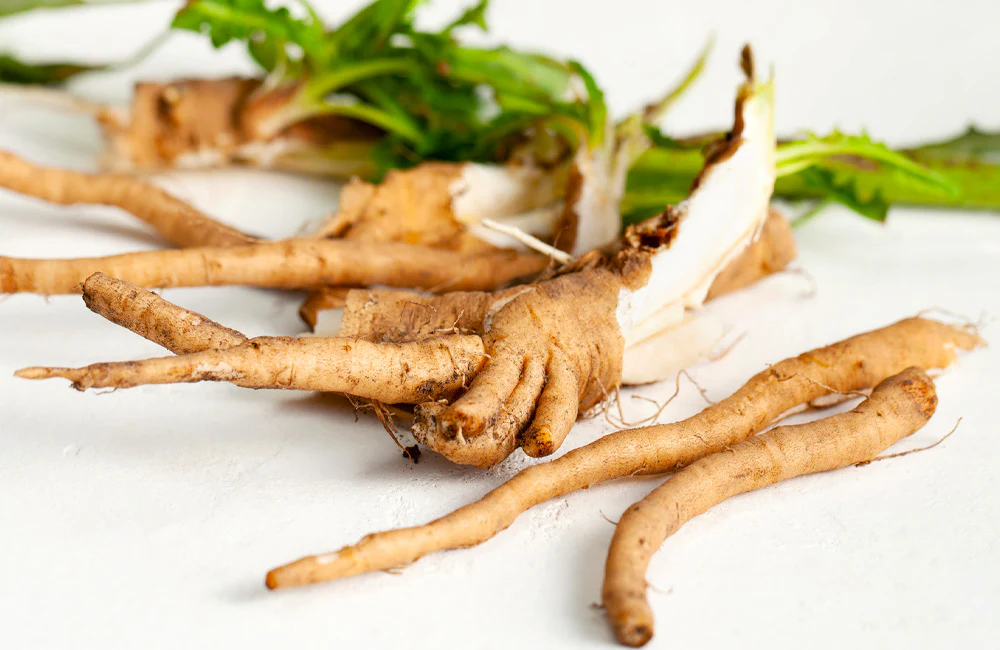 Freshly harvested chicory roots next to clean fibers, illustrating natural Inulin for healthy appetite suppression.